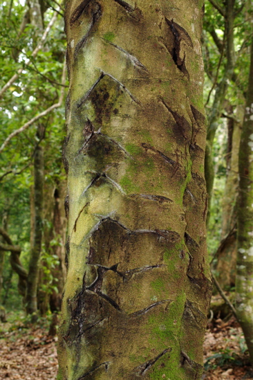 milking tree